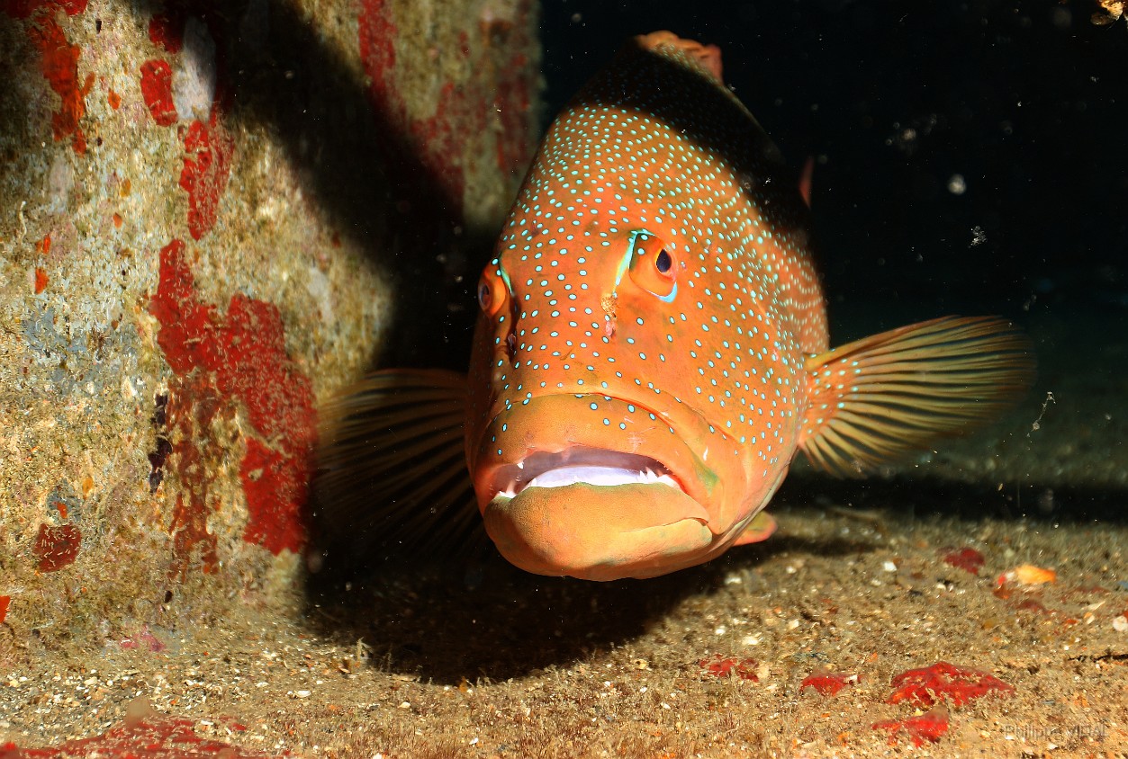 Thailand 2015 - Ko Tao - Merou Saumonee leopard - Plectropomus leopardus _IMG_3662_rc.jpg